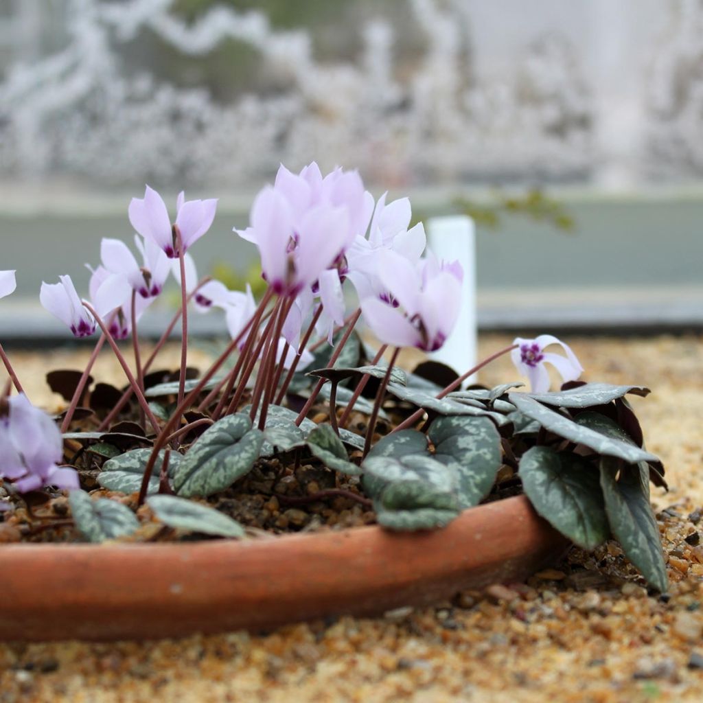 Cyclamen cilicicum rose