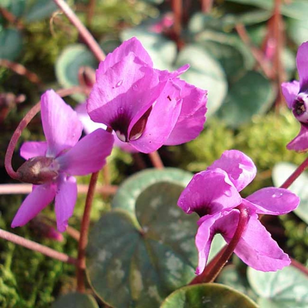 Cyclamen Coum rose