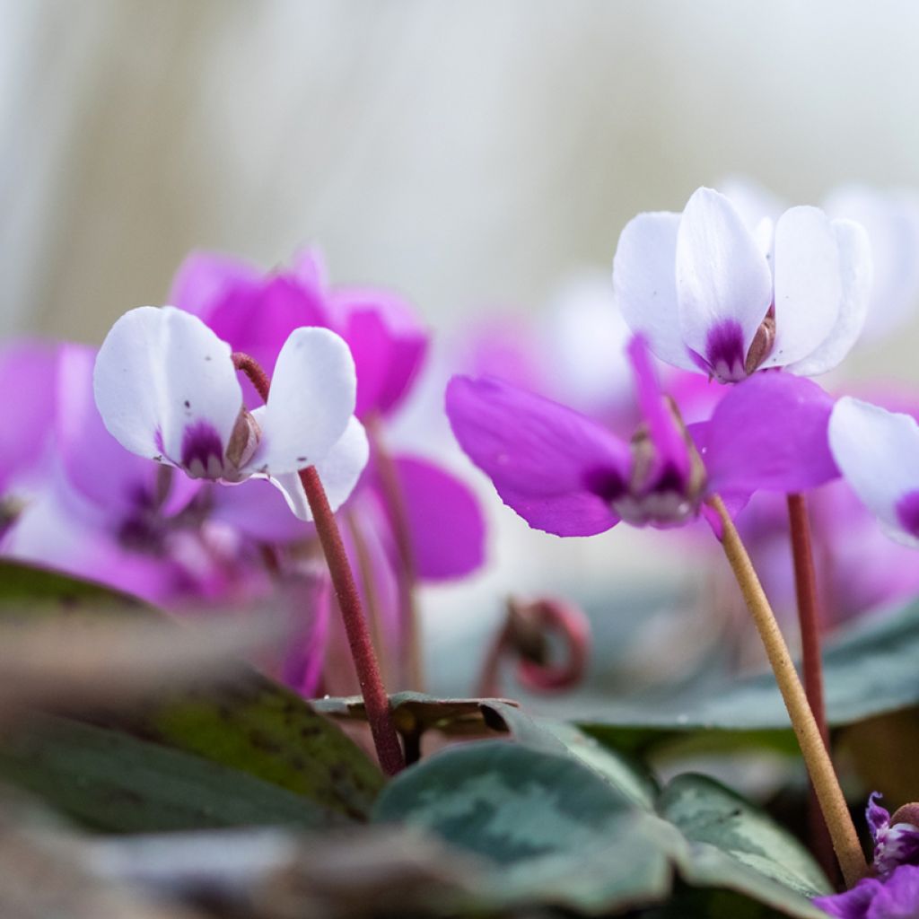 Cyclamen coum Blanc