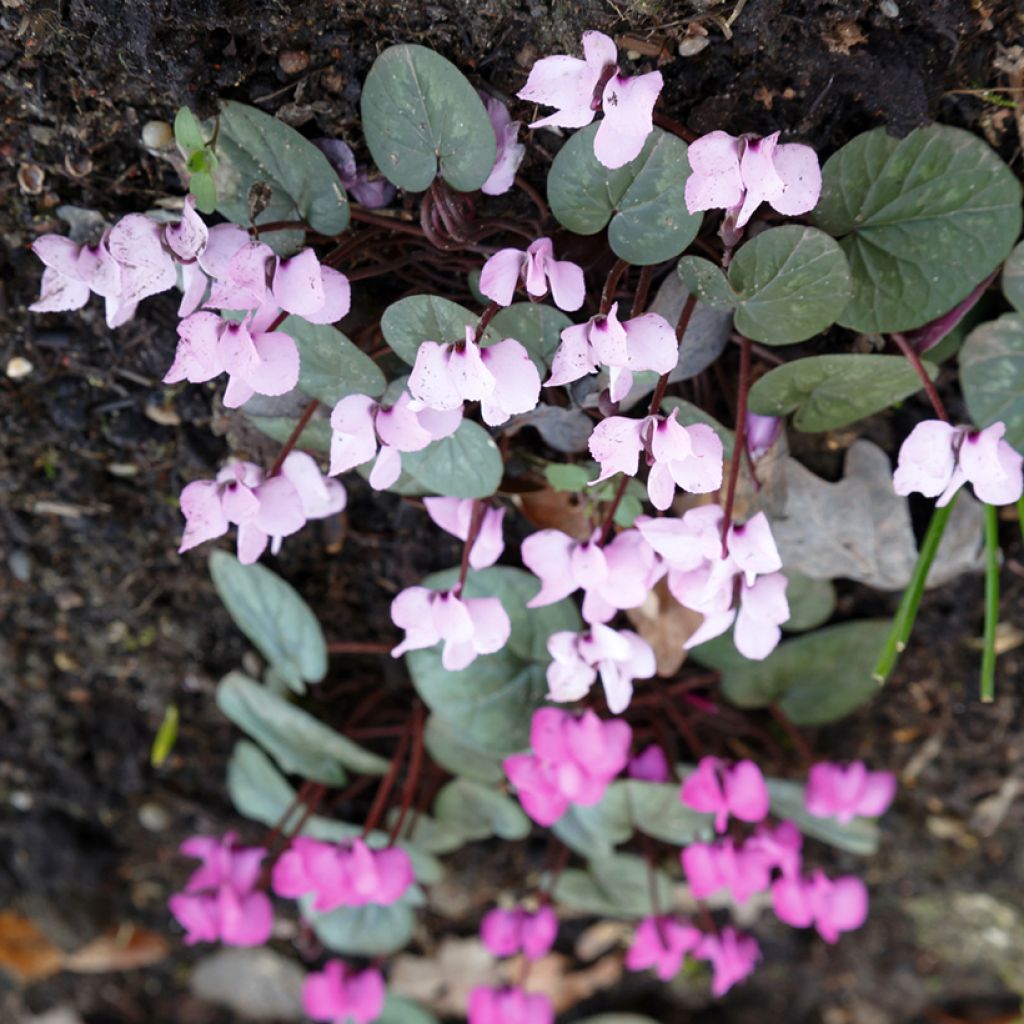 Cyclamen coum Blanc