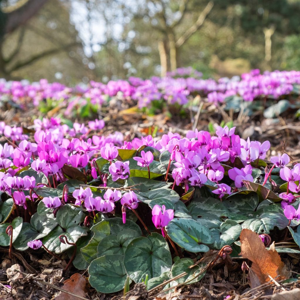 Cyclamen coum Rose en godet