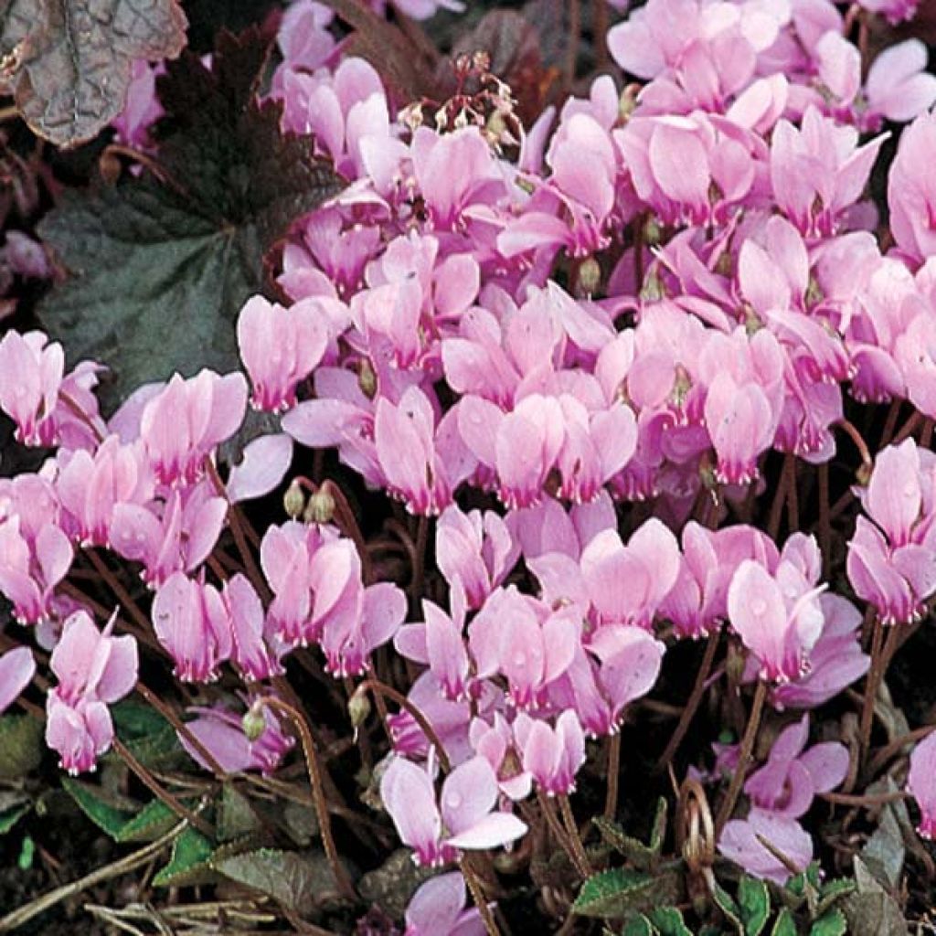 Pink Naples Cyclamen