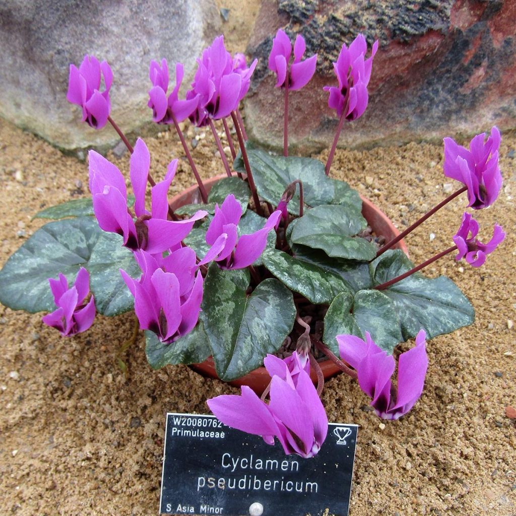 Cyclamen pseudibericum