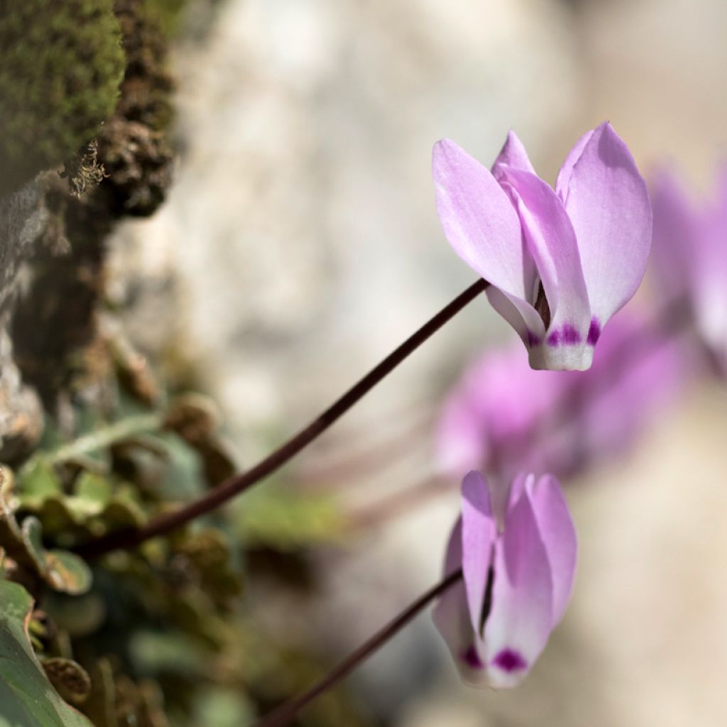 Cyclamen pseudibericum - Cyclamen de Turquie