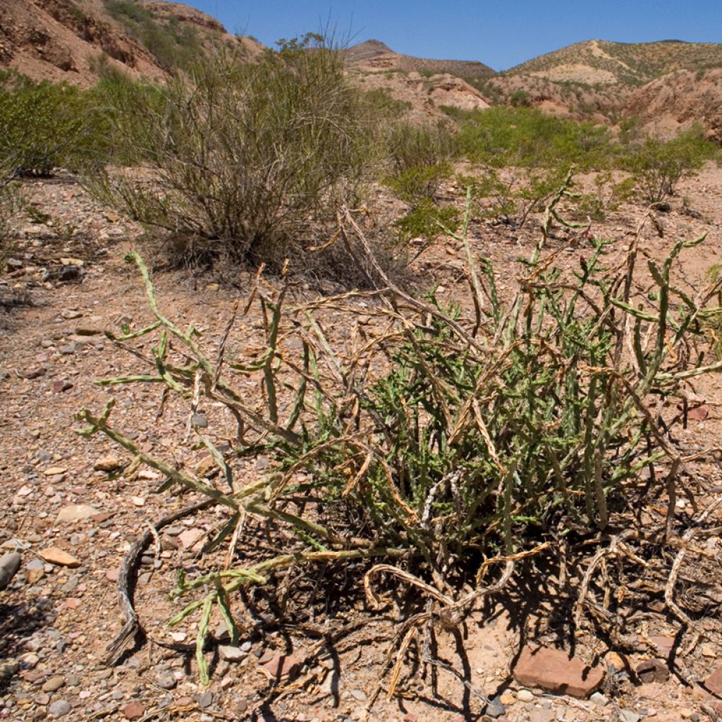 Cylindropuntia kleiniae - Opuntia ou oponce