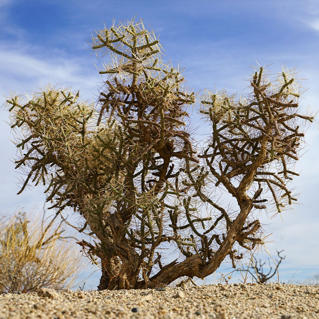 Cylindropuntia kleiniae - Opuntia ou oponce