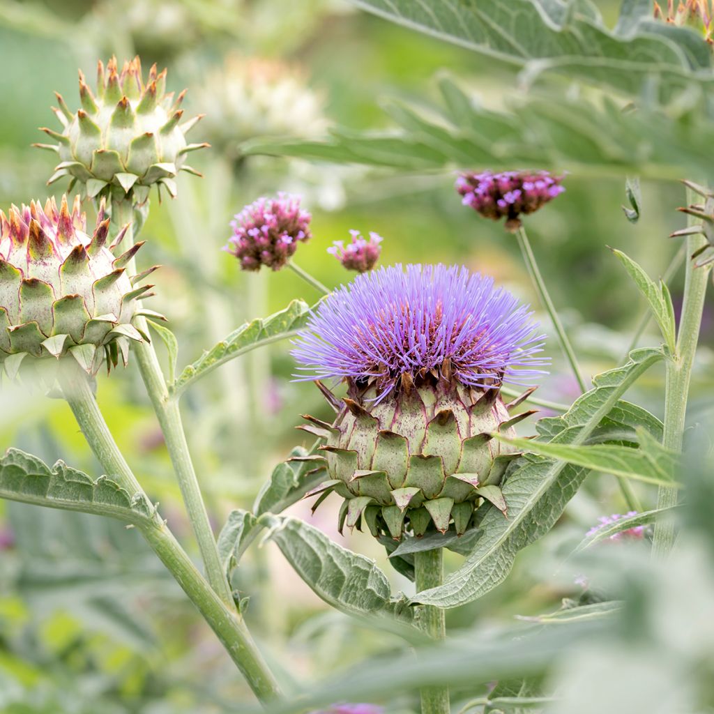 Potted Cynara cardunculus - Cardoon