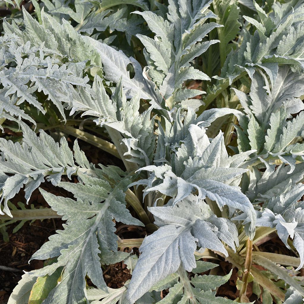 Potted Cynara cardunculus - Cardoon