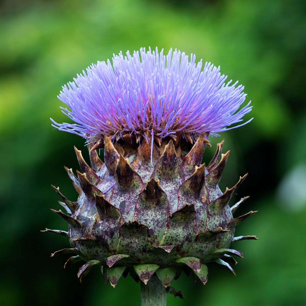 Potted Cynara cardunculus - Cardoon