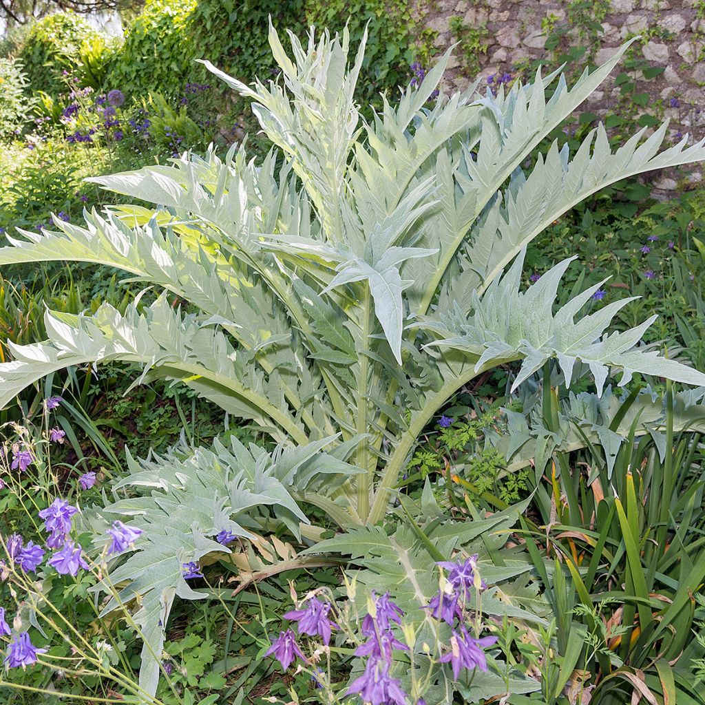 Potted Cynara cardunculus - Cardoon