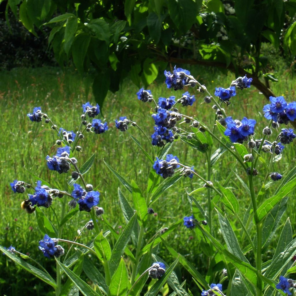 Cynoglossum nervosum - Langue de chien - Cynoglosse