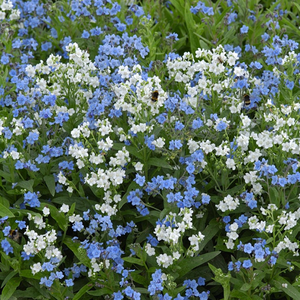 Cynoglossum Chill Out Seeds - Chinese Forget-Me-Not
