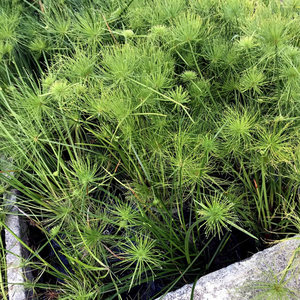 Cyperus haspan - Dwarf Papyrus