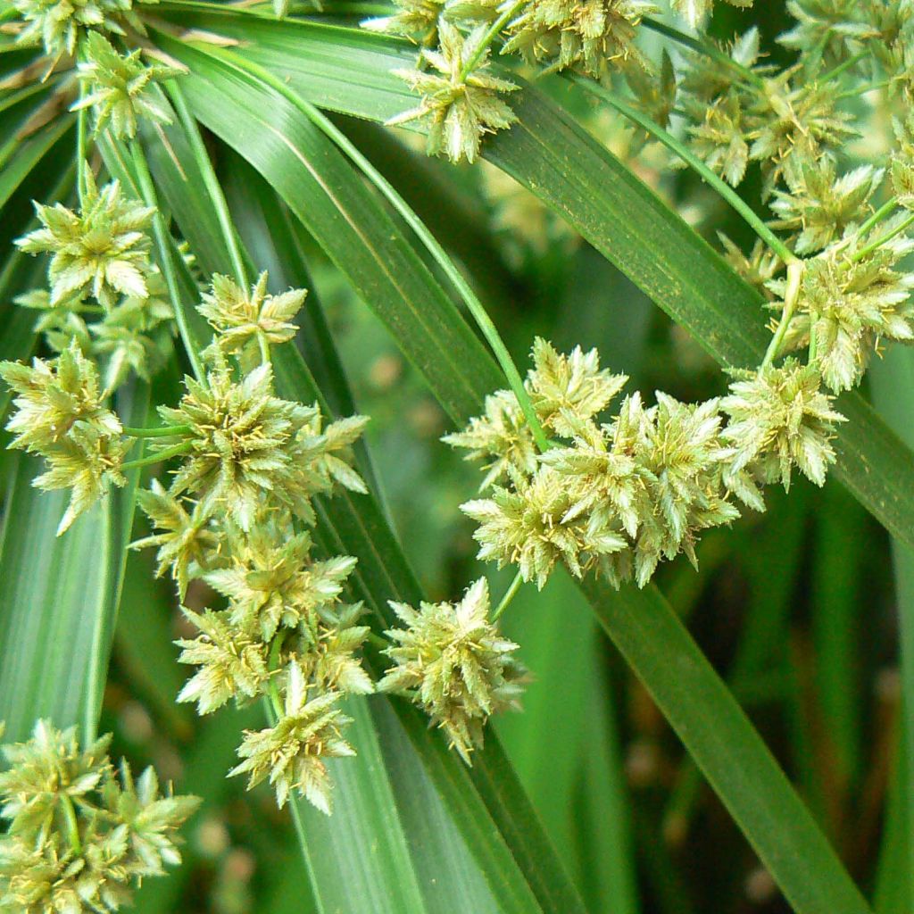 Cyperus alternifolius - Papyrus, Souchet à feuilles alternes