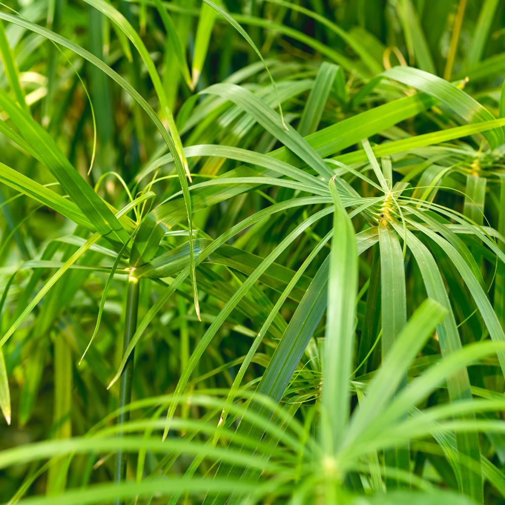 Cyperus alternifolius - Umbrella Papyrus