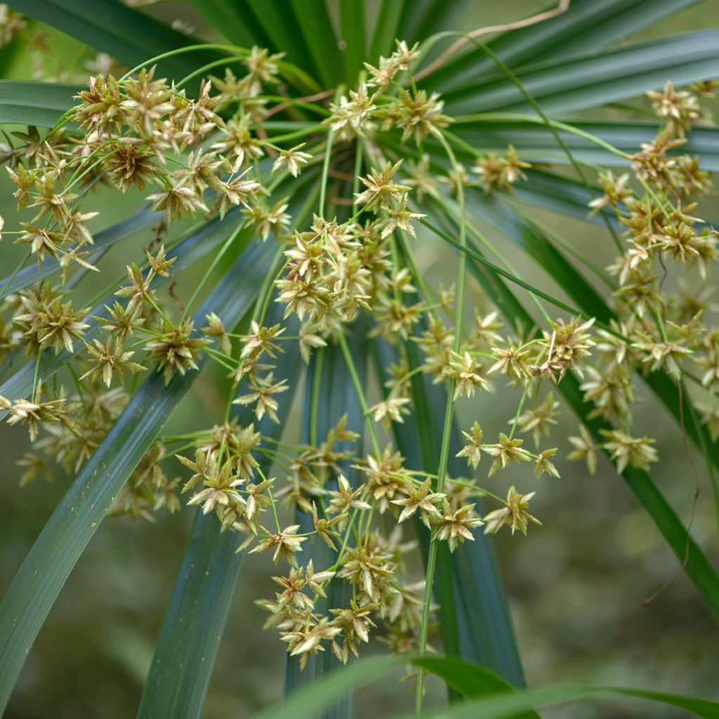 Cyperus alternifolius - Umbrella Papyrus