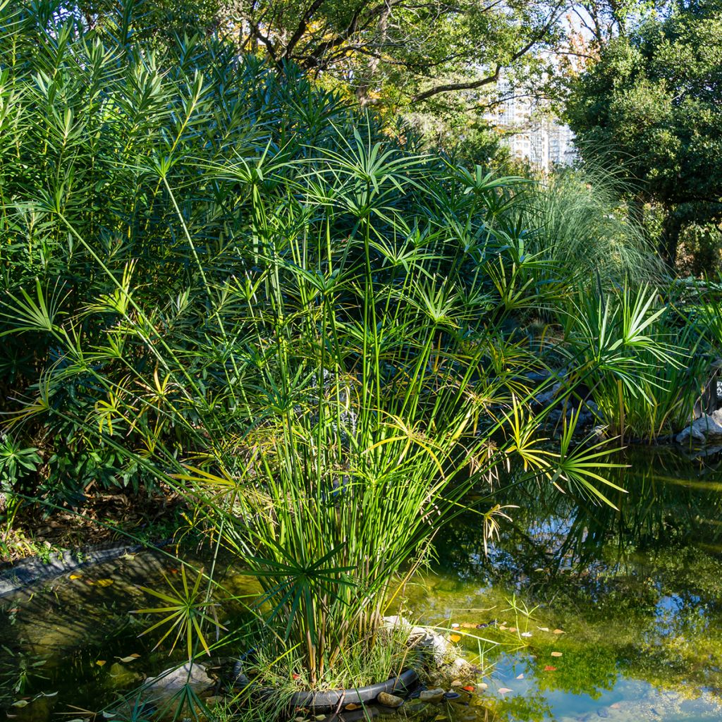 Cyperus alternifolius - Umbrella Papyrus