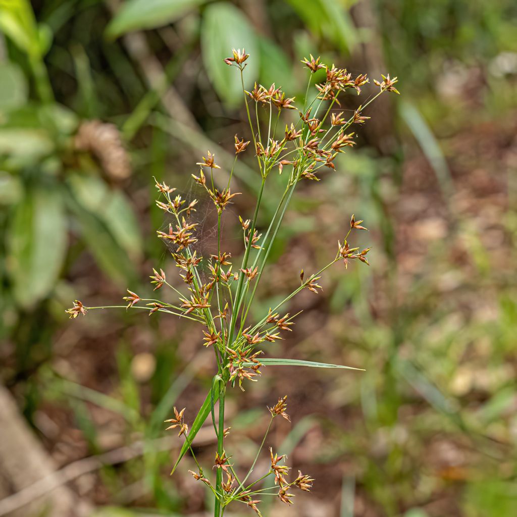 Cyperus longus