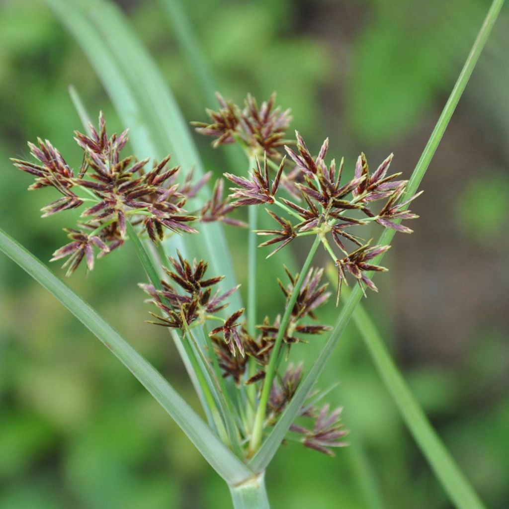 Cyperus longus - Souchet odorant