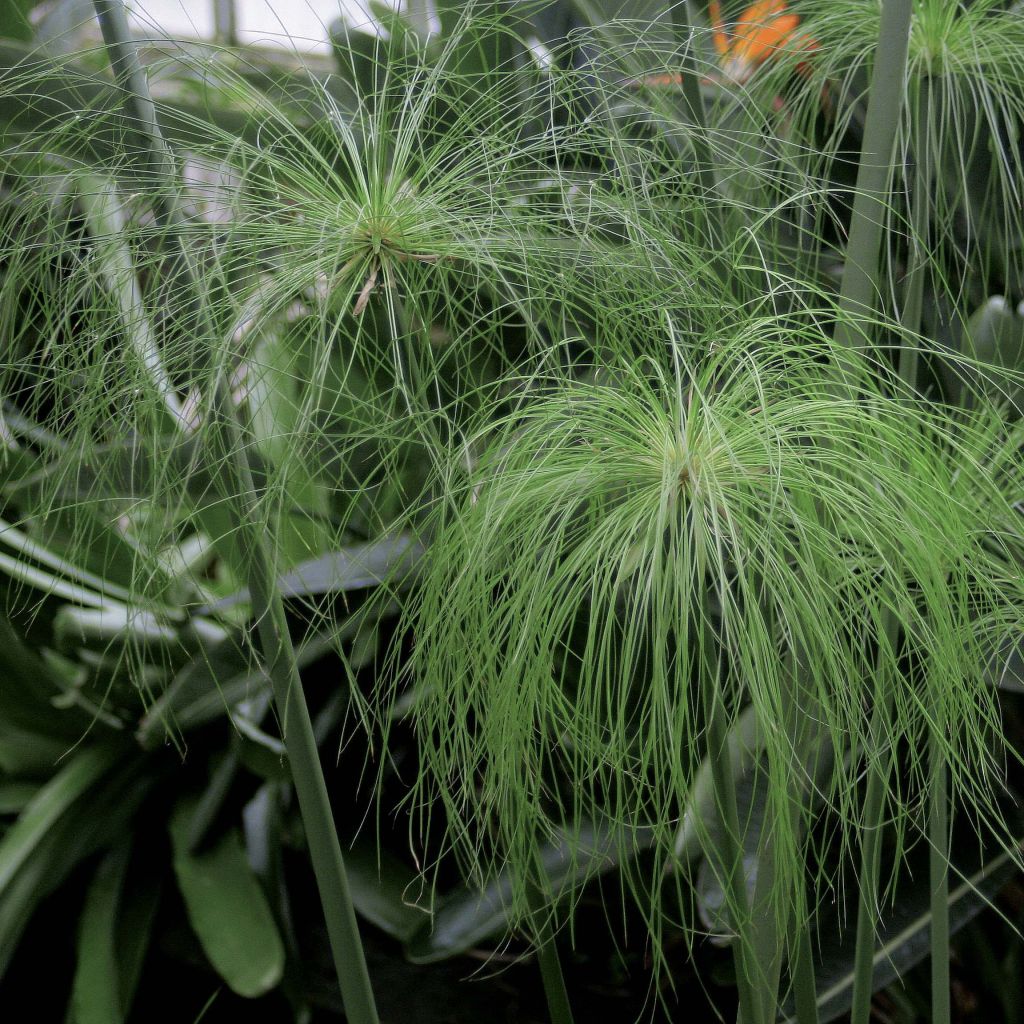 Cyperus papyrus - Papyrus