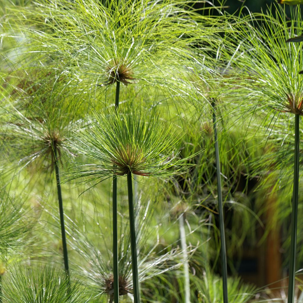 Cyperus papyrus - Papyrus