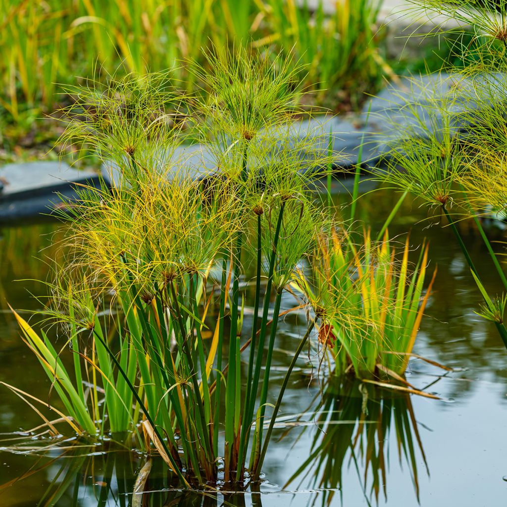 Cyperus papyrus - Papyrus