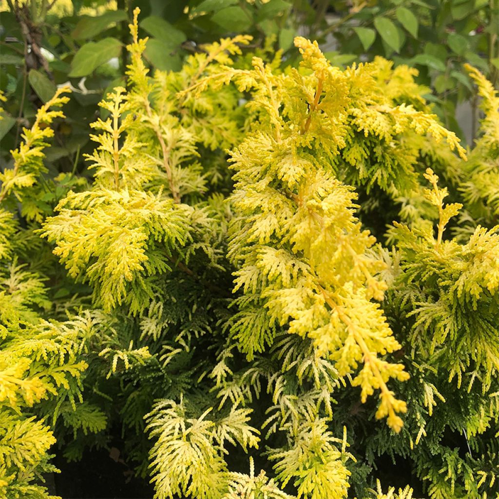 Chamaecyparis obtusa Fernspray Gold