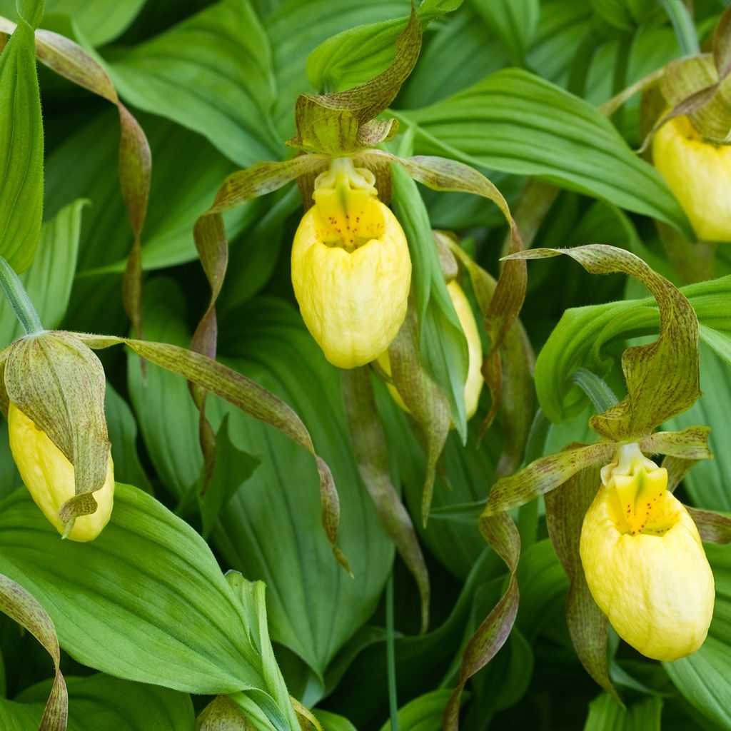 Cypripedium Kristi Lyn - Sabot de Vénus hybride