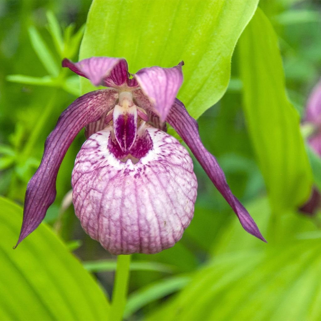 Cypripedium Lucy Pinkedpank - Orchidée de jardin hybride, Sabot de Vénus