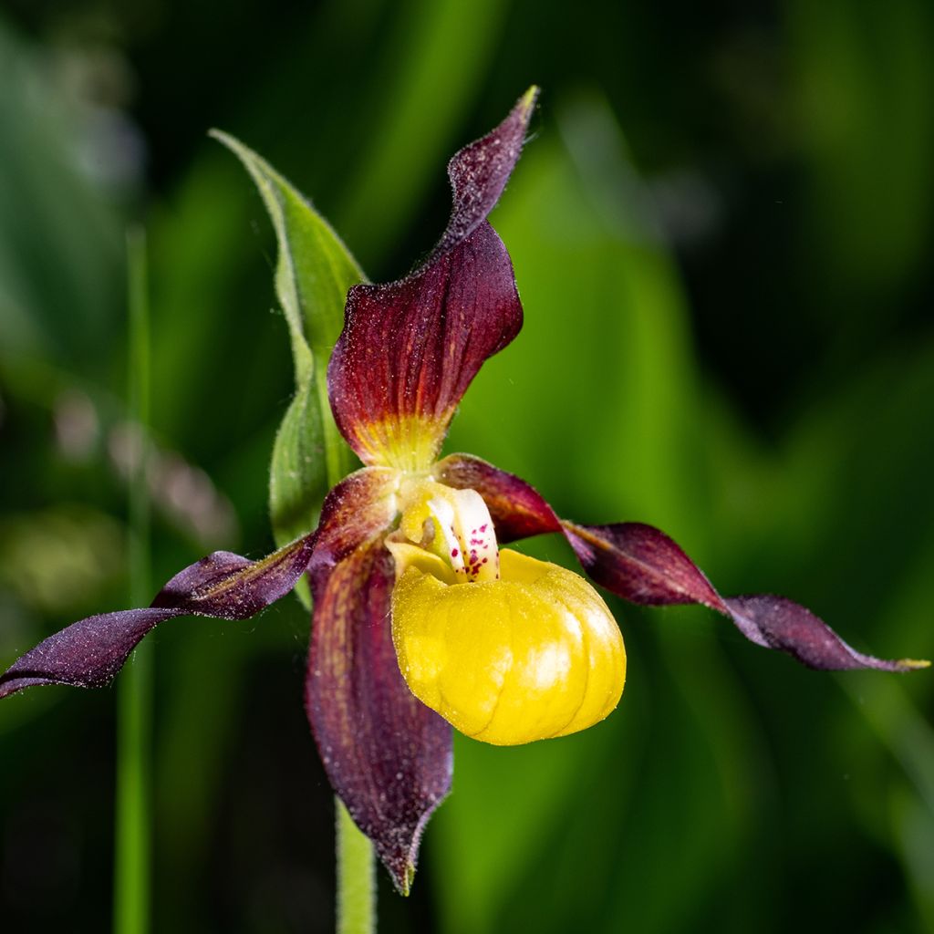 Cypripedium calceolus