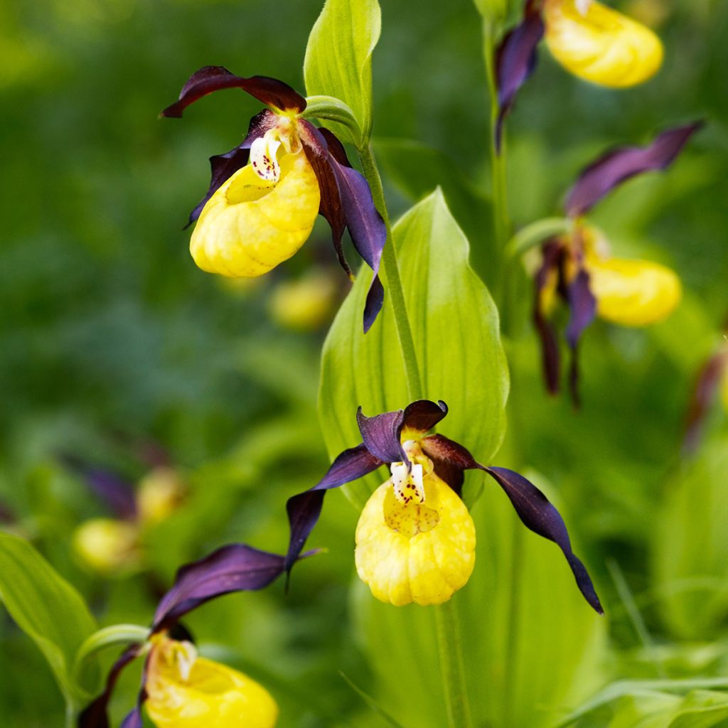 Cypripedium calceolus