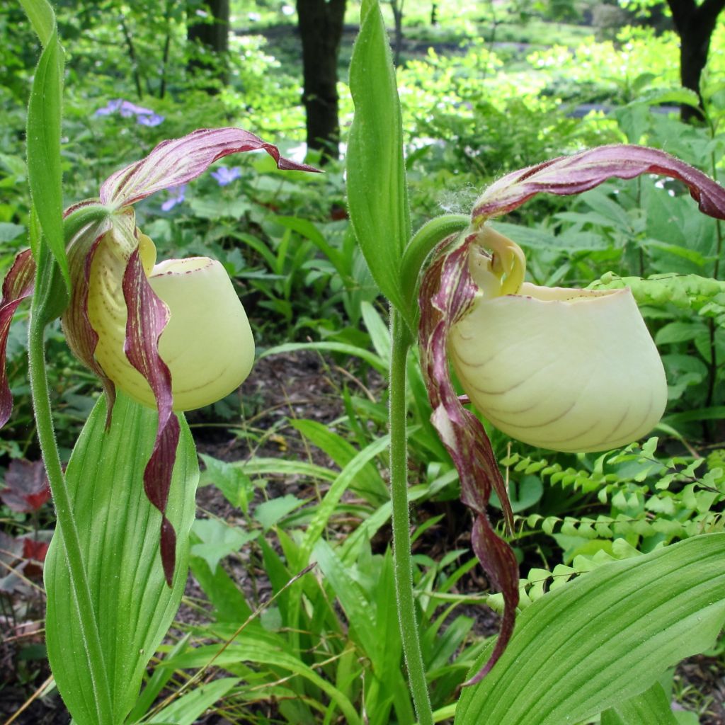 Cypripedium kentuckiense
