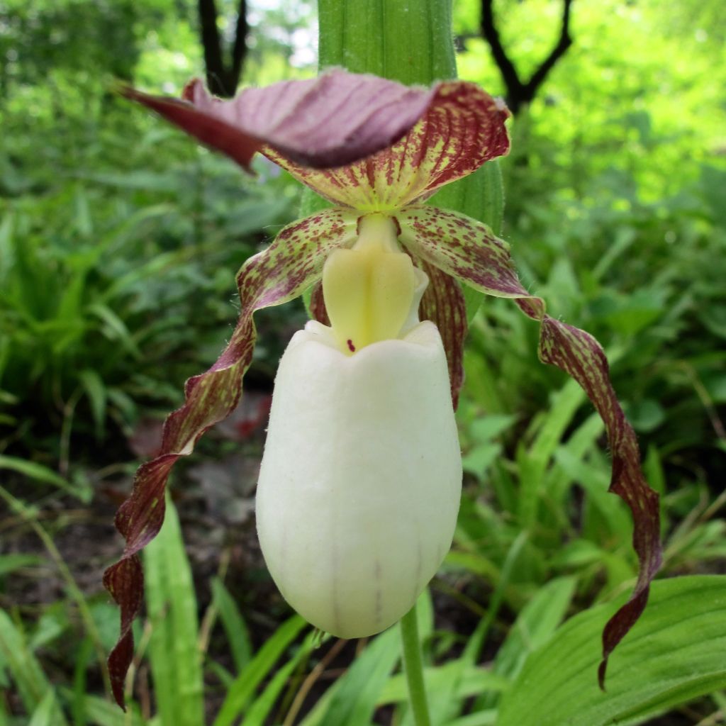 Cypripedium kentuckiense