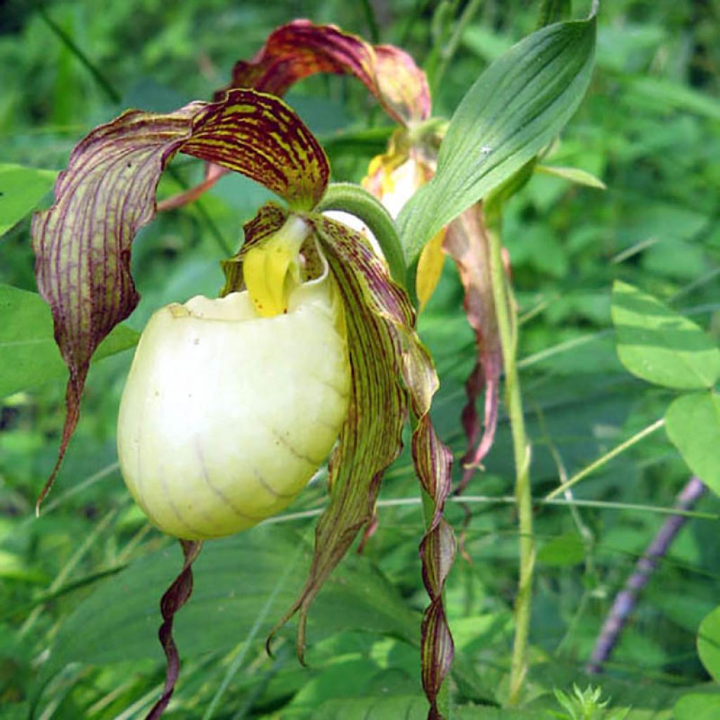 Cypripedium kentuckiense