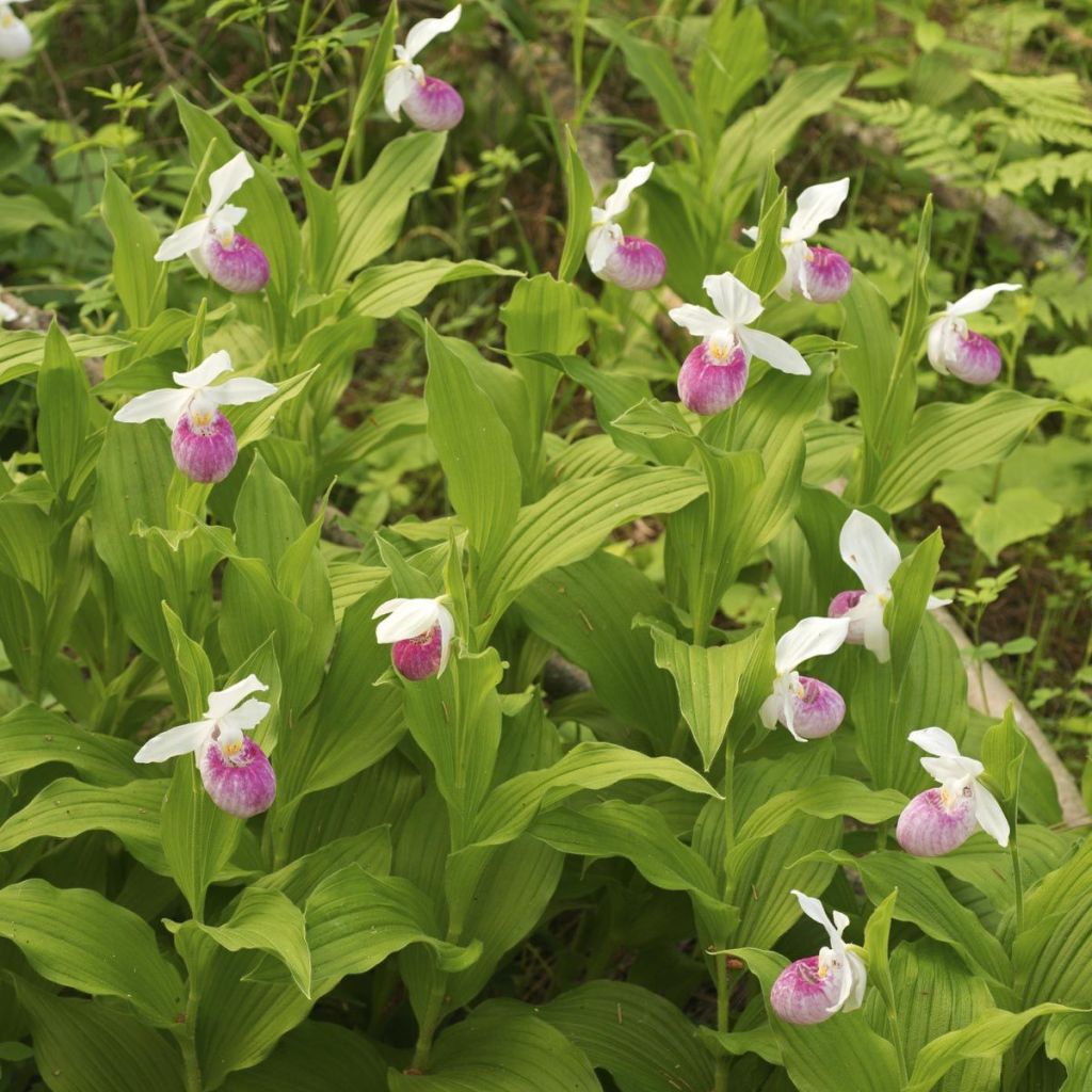 Cypripedium reginae - Sabot de Venus