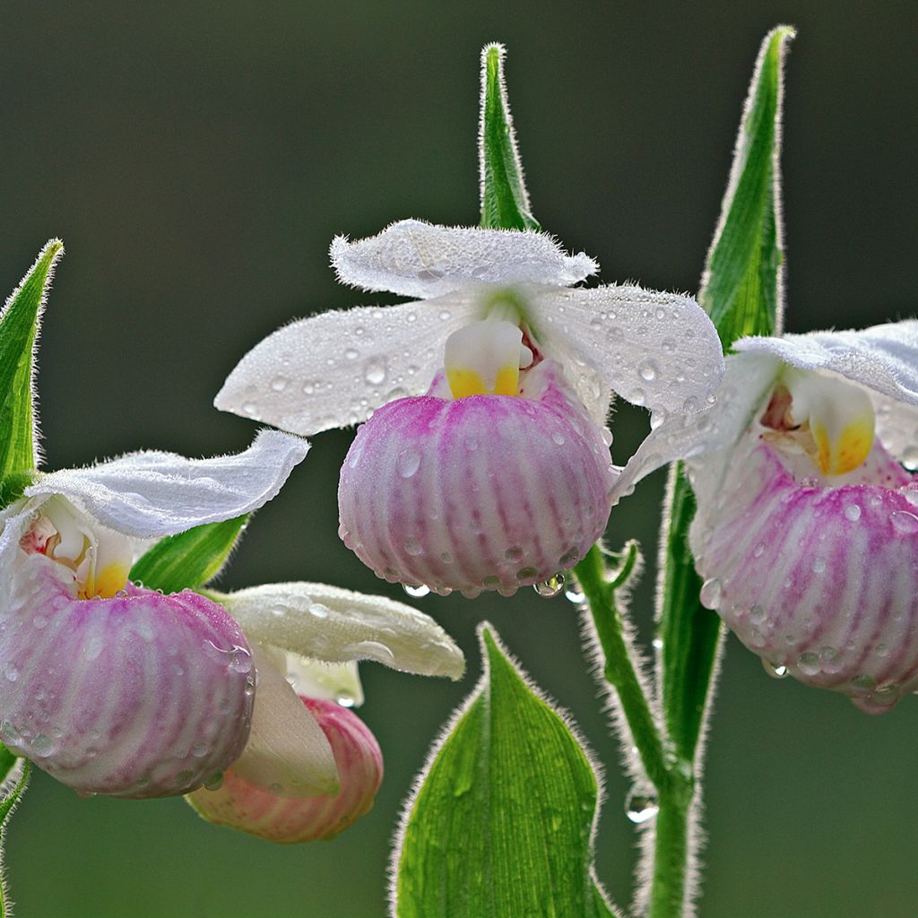 Cypripedium reginae