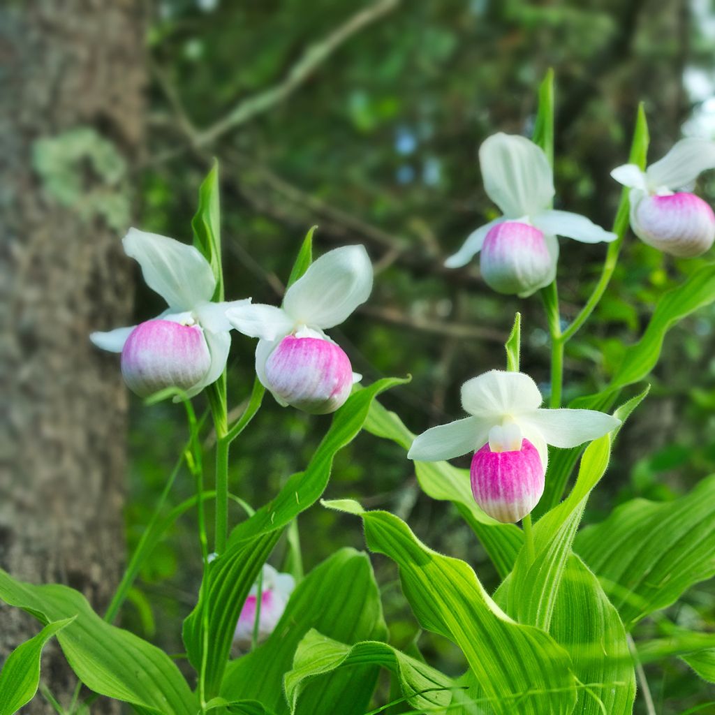 Cypripedium reginae