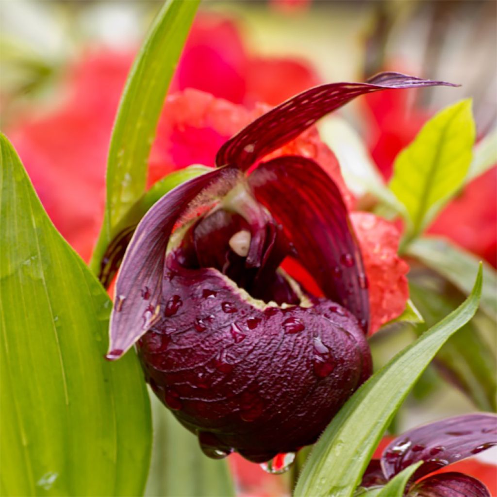 Cypripedium tibeticum - Sabot de Vénus rouge  et pourpre