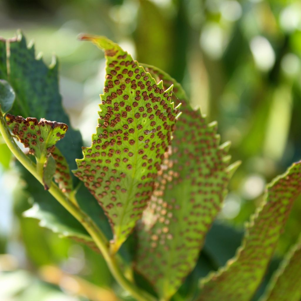 Cyrtomium falcatum - Fougère persistante