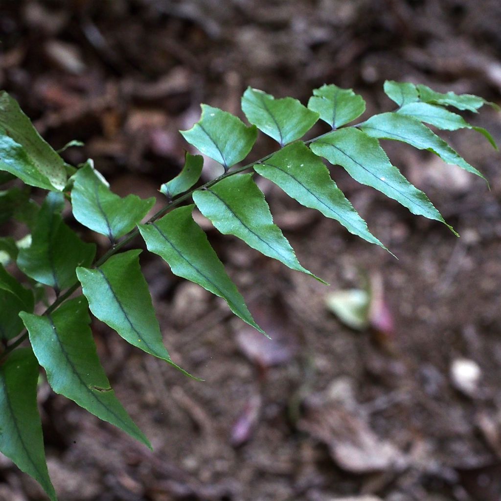 Cyrtomium fortunei - Fougère persistante