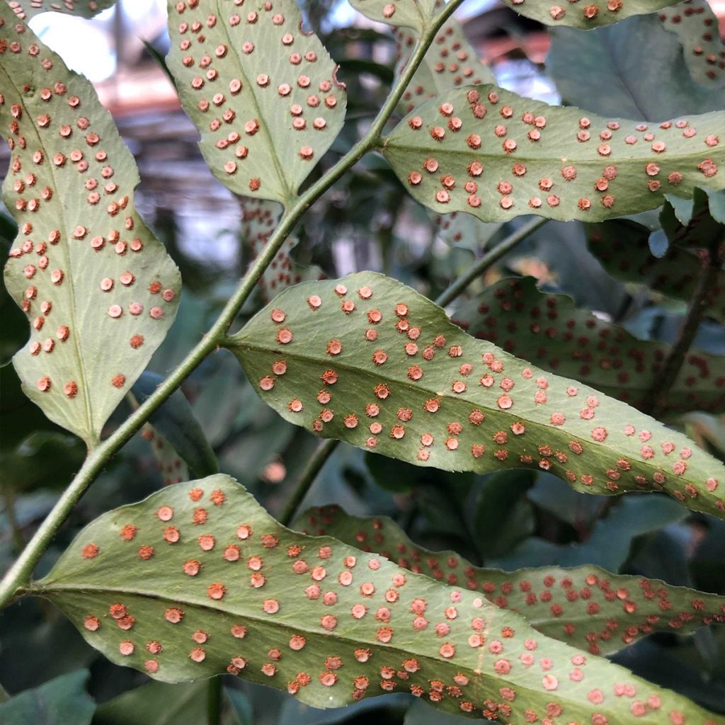 Cyrtomium fortunei - Fougère persistante