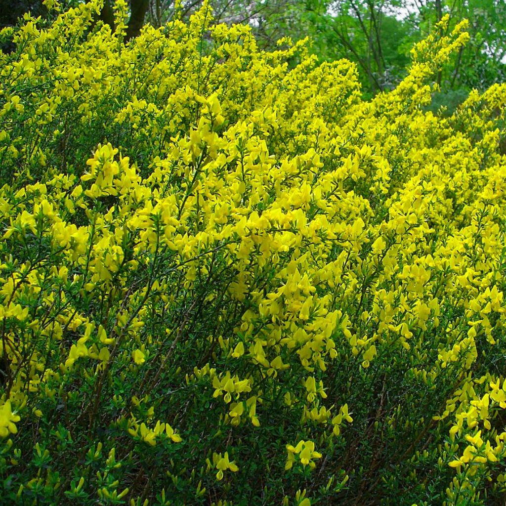 Cytisus decumbens 