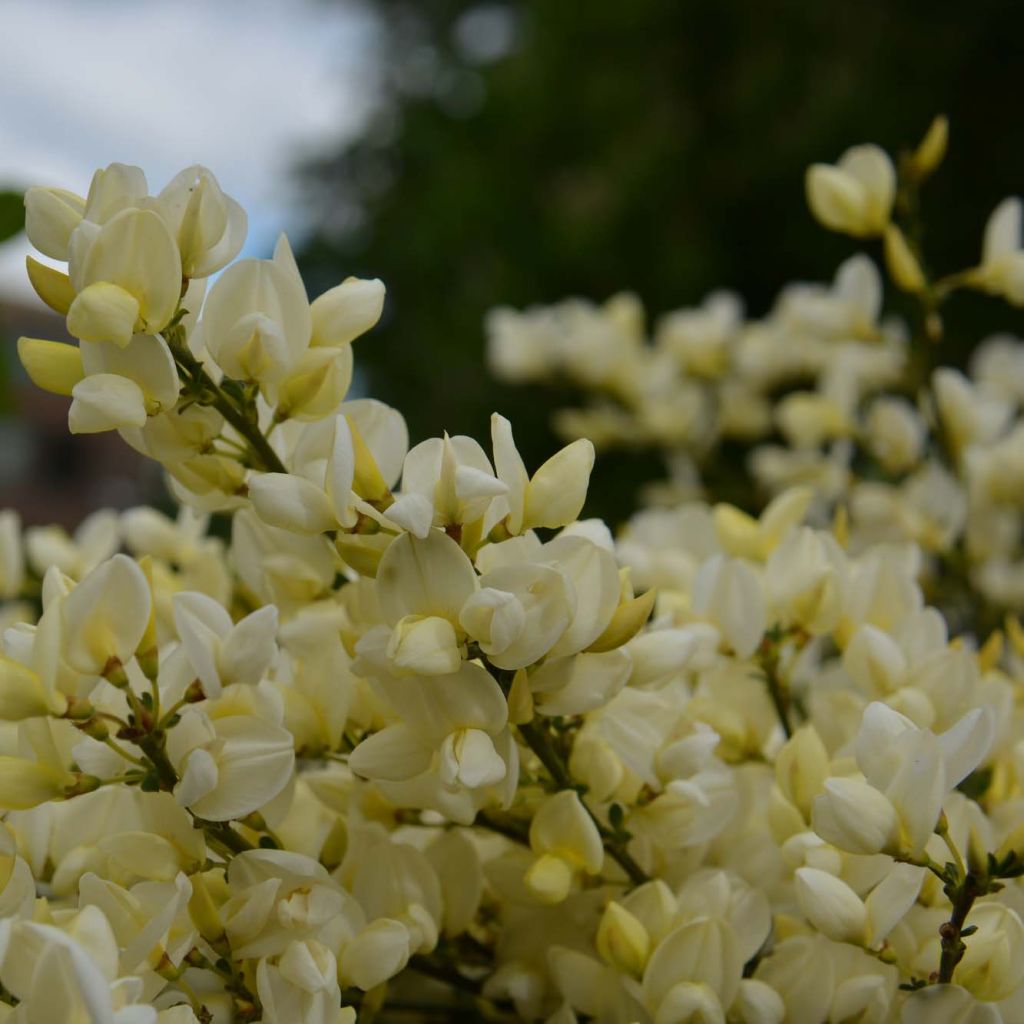 Genêt rampant - Cytisus kewensis