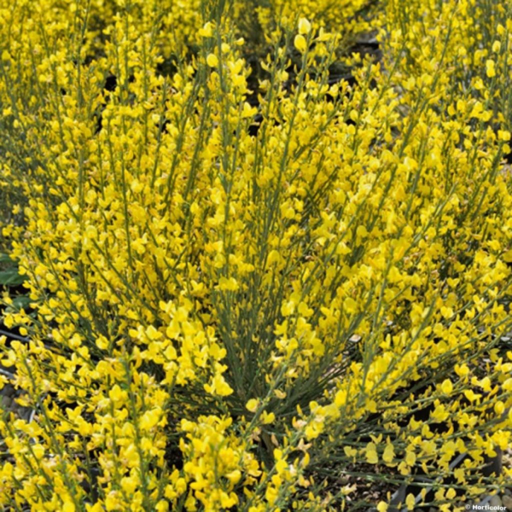 Genêt précoce - Cytisus praecox Allgold