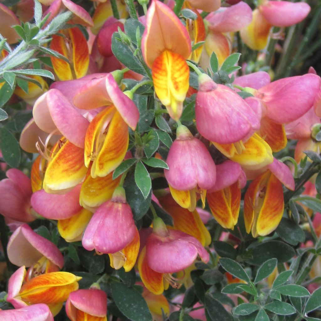 Genêt à balais - Cytisus scoparius La Coquette