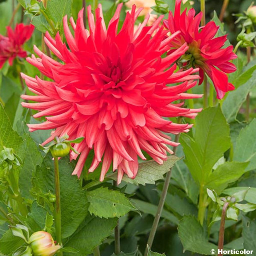Dahlia Admiral