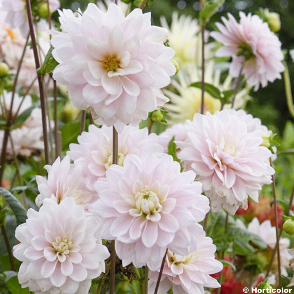 Dahlia Silver Years