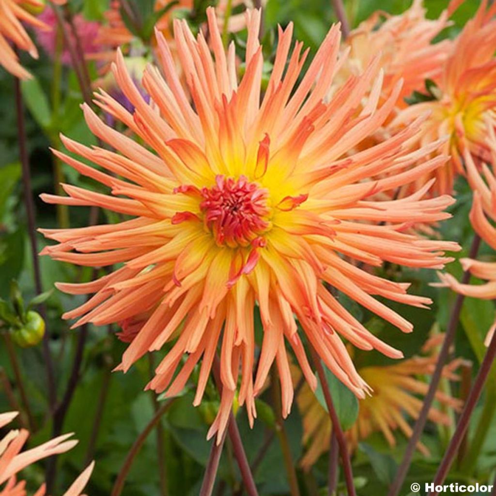 Dahlia Emmaus