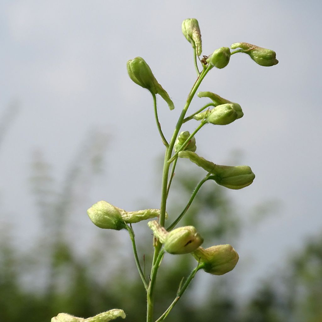 Delphinium Ruysii Pink Sensation, Pied d'Alouette