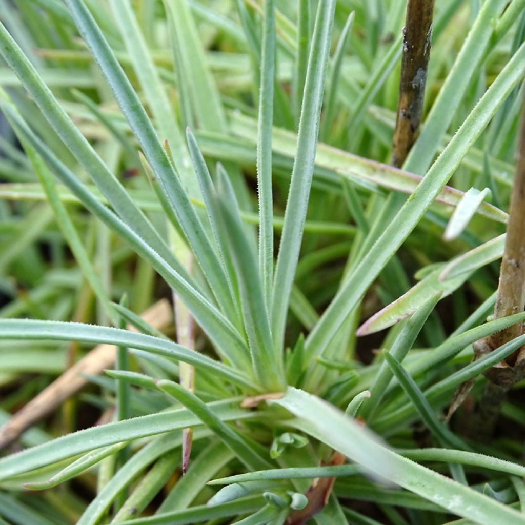 Dianthus plumarius Cranmere Pool - Oeillet mignardise